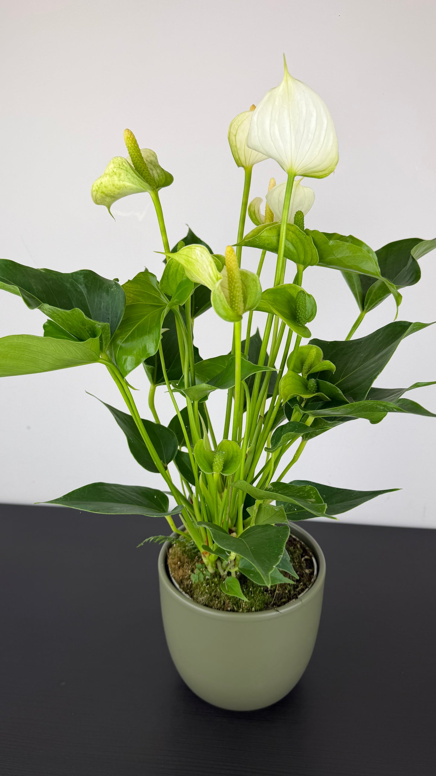 Anthurium White