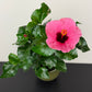 Hibiscus Red/Pink