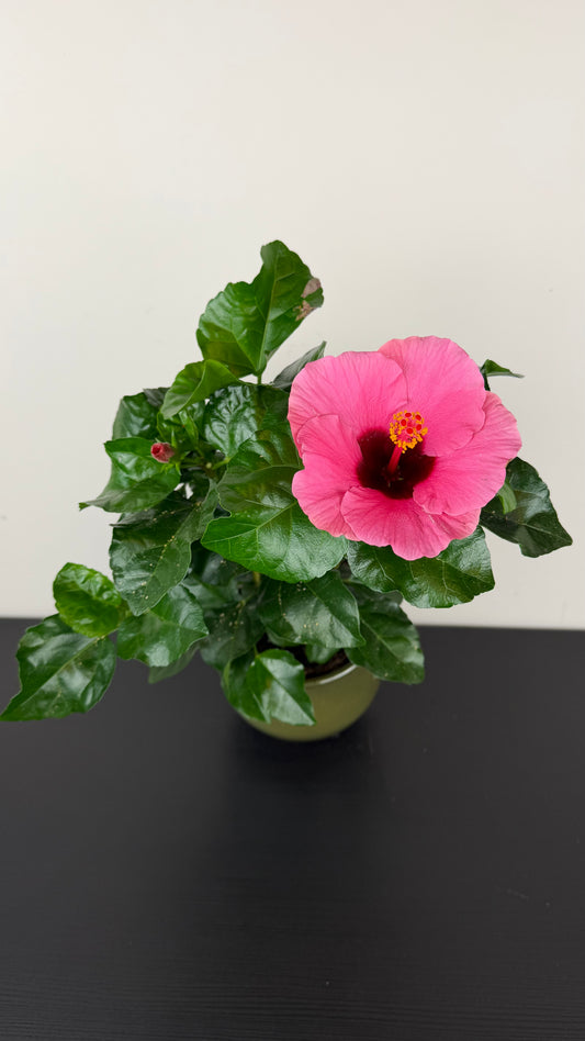 Hibiscus Red/Pink