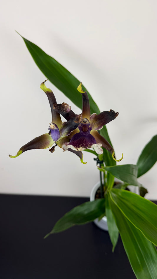 Zygopetalum Louisendorf 2