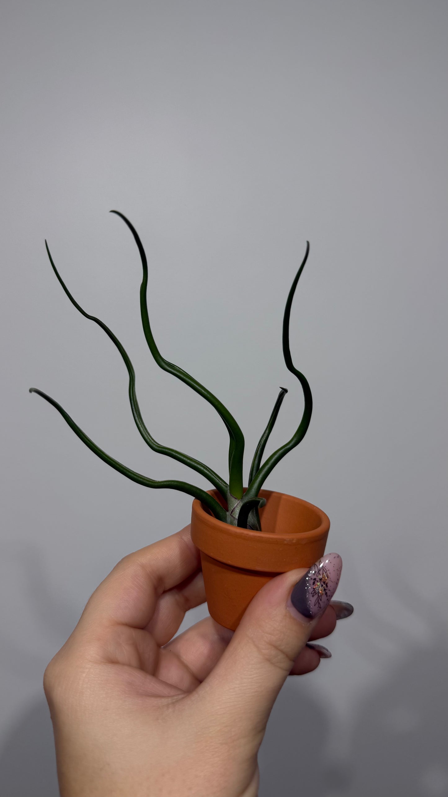Tillandsia Air plant 4