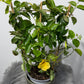 Mandevilla Opale Citrine