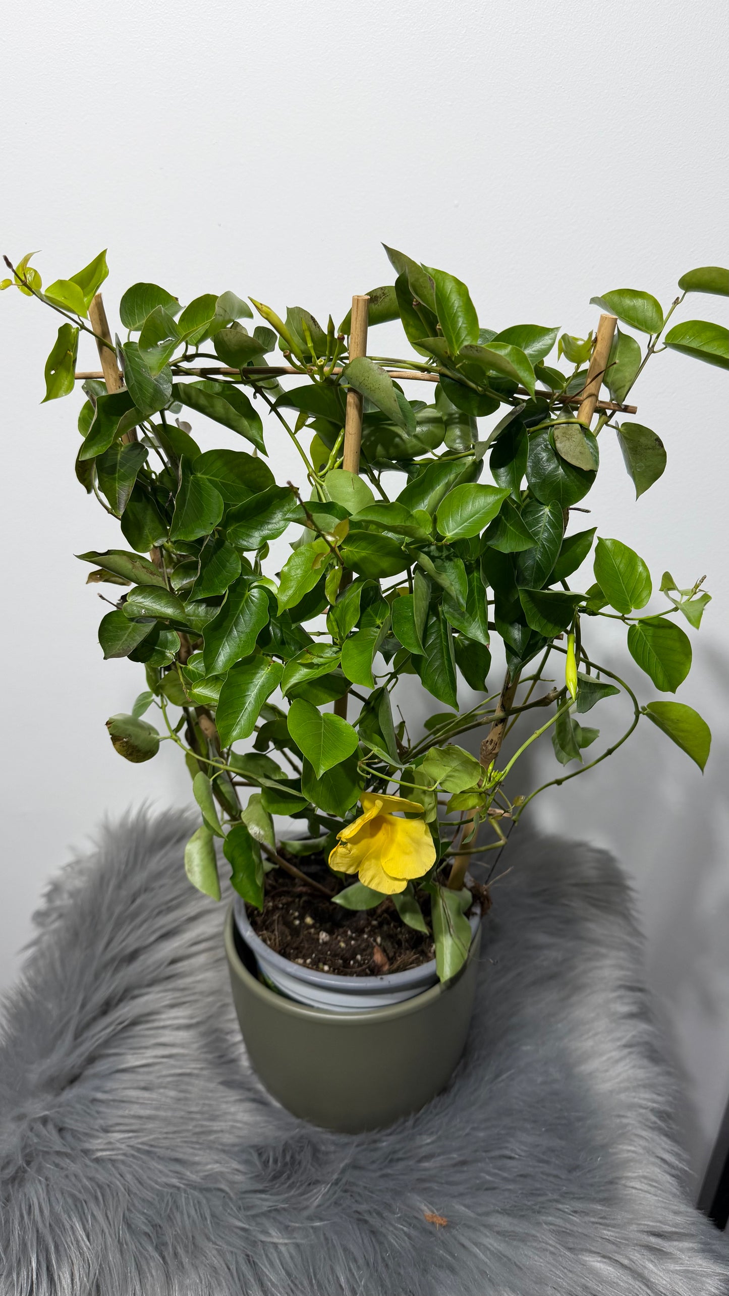 Mandevilla Opale Citrine