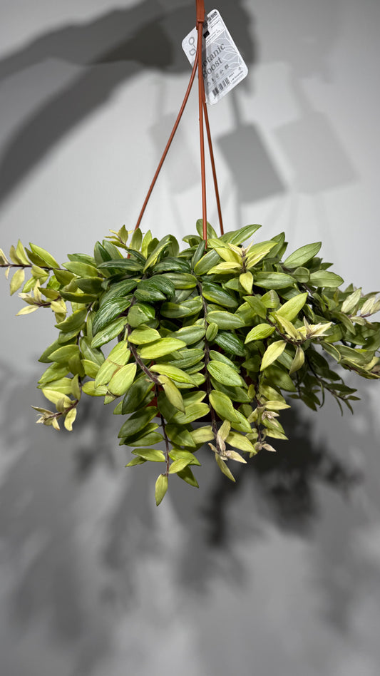 Aeschynanthus Bicolore