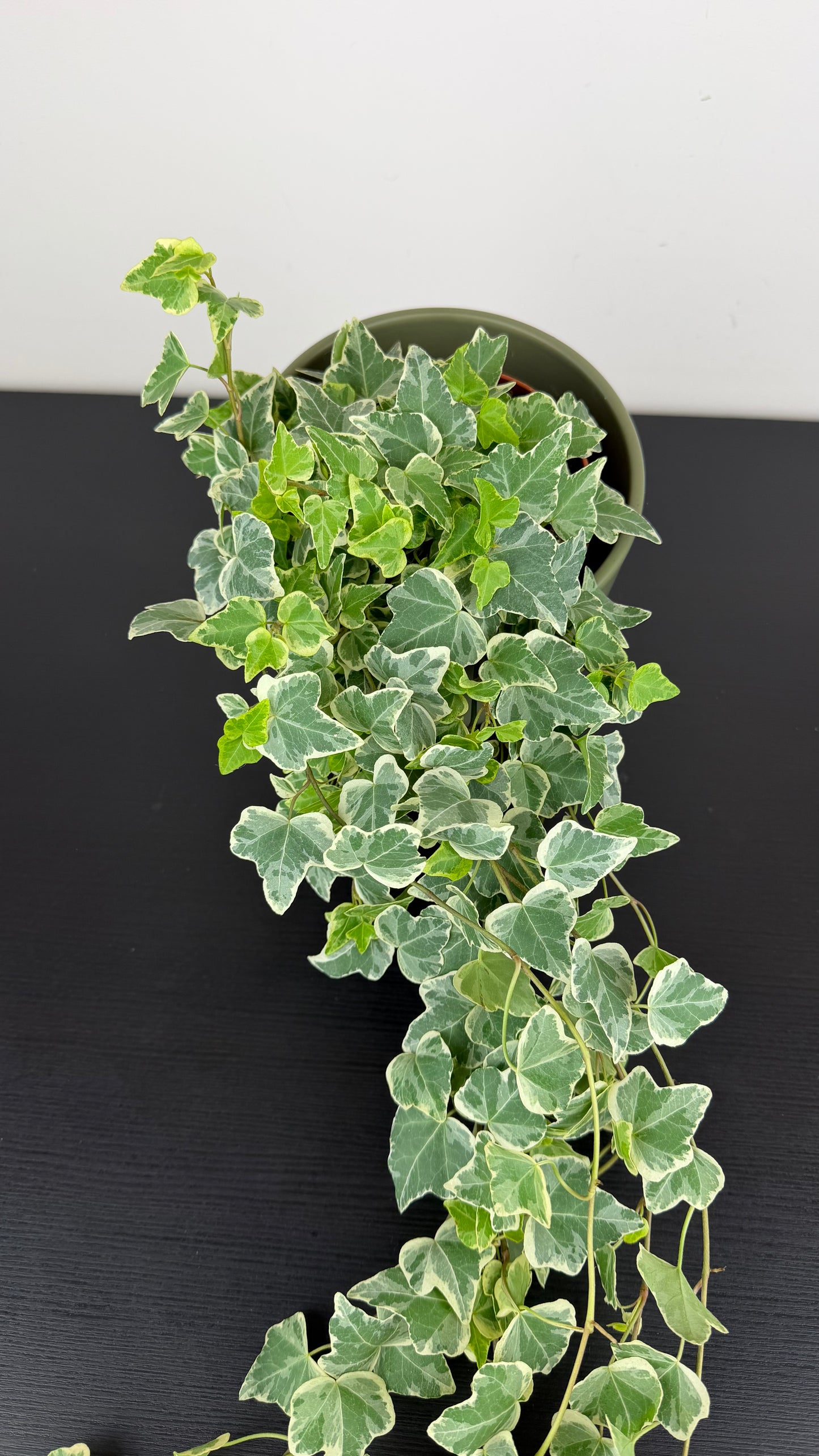 Ivy White Wonder