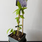 Wisteria Sinensis