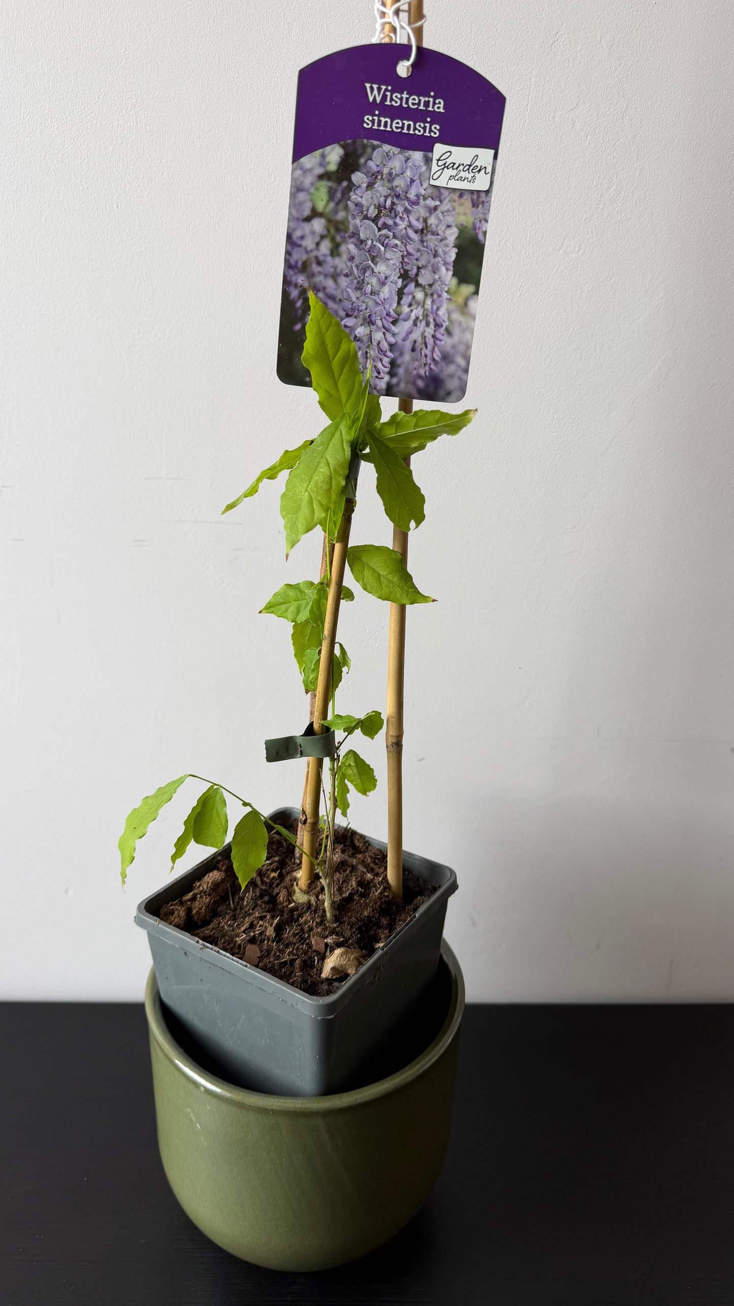Wisteria Sinensis