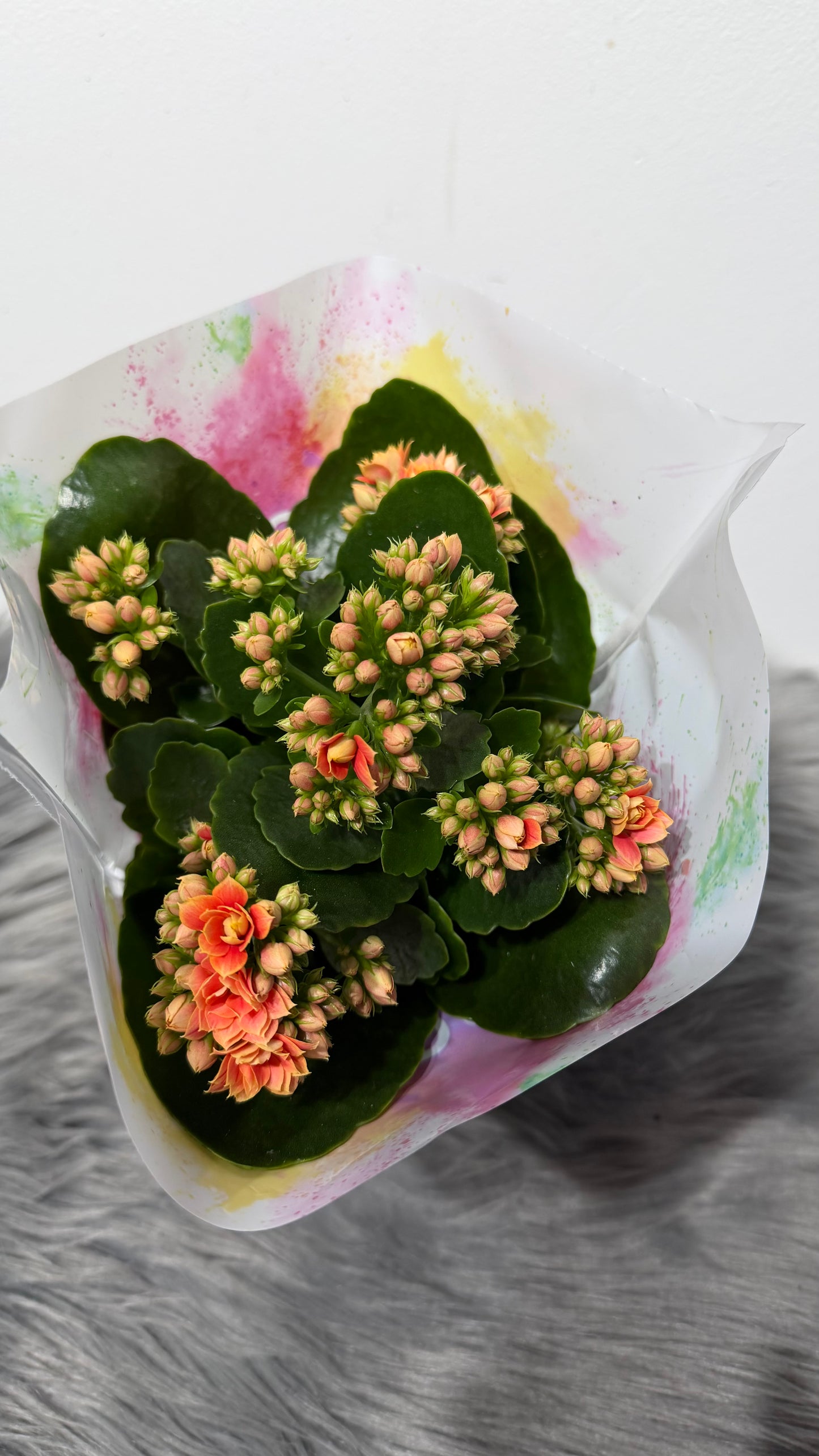 Kalanchoe Orange