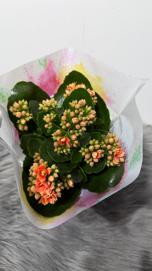 Kalanchoe Orange