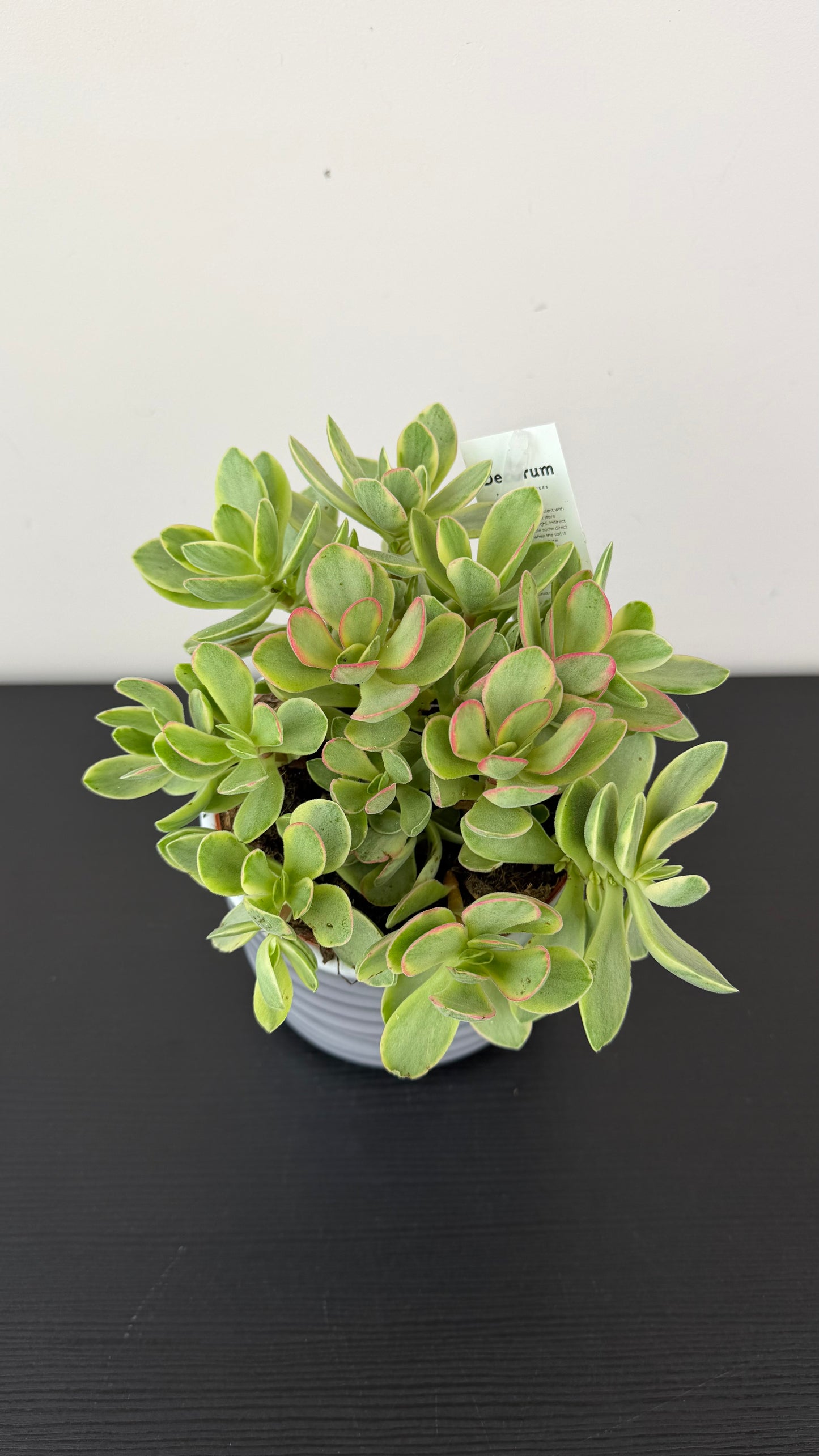 Crassula Rusby Variegata