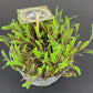 Leptinella  Squalida