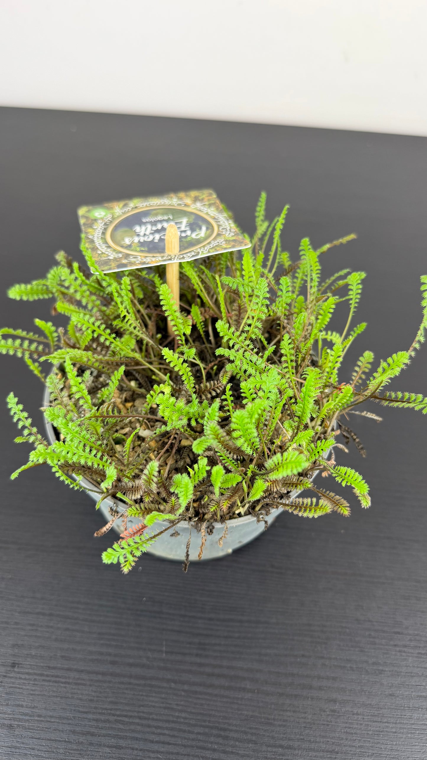 Leptinella  Squalida