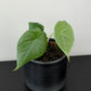 Alocasia Maharani