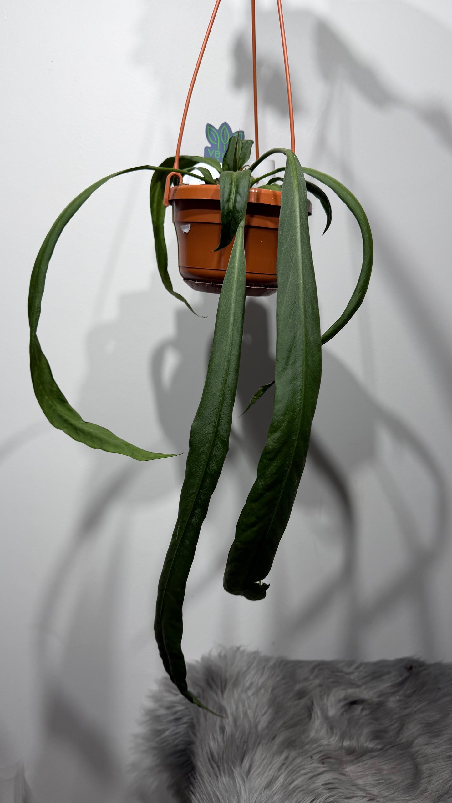 Anthurium vittariifolium
