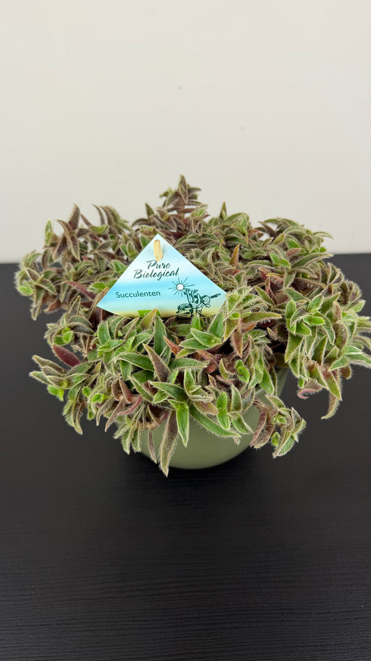 Cyanotis