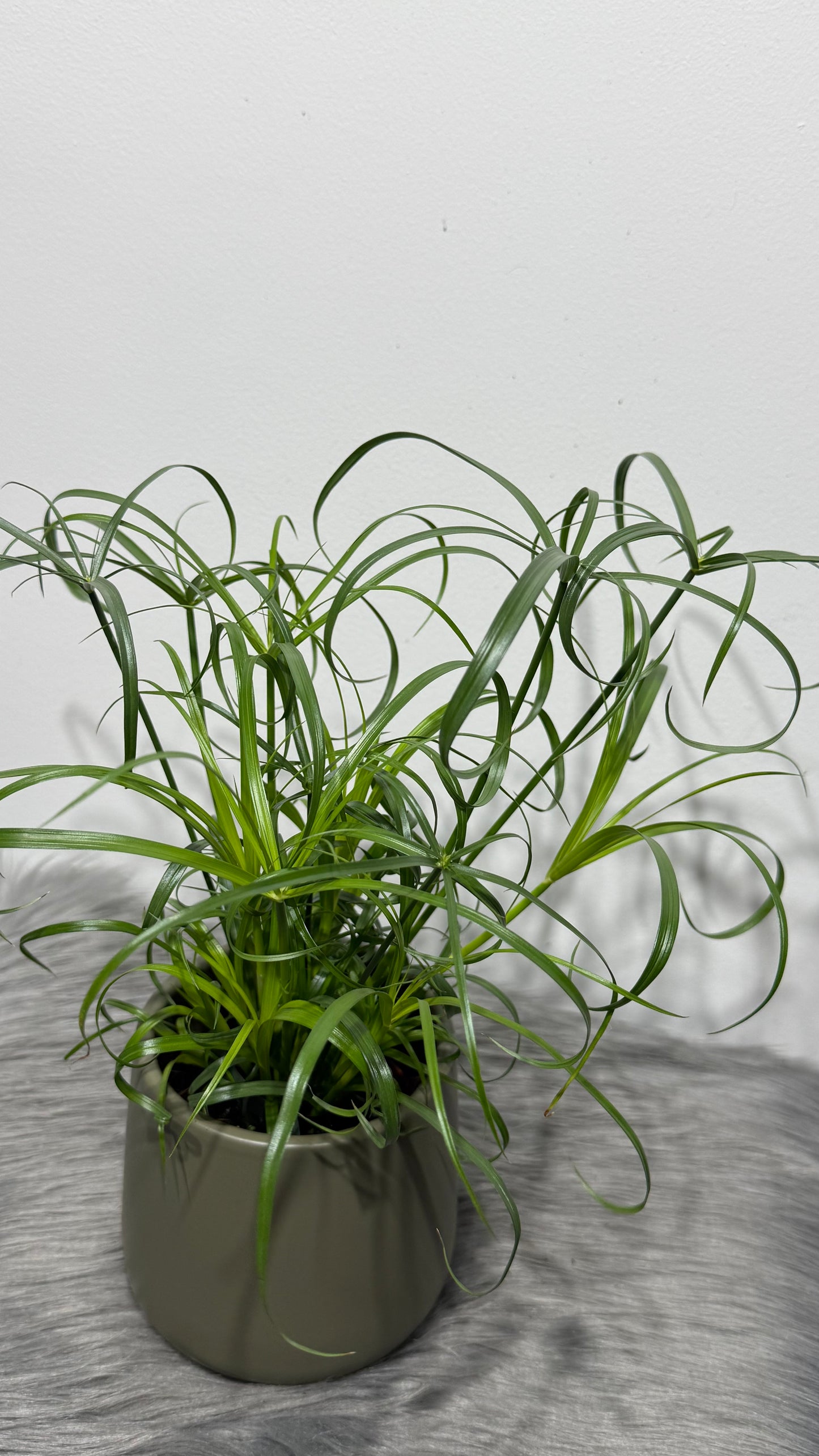 Cyperus Alternifolius