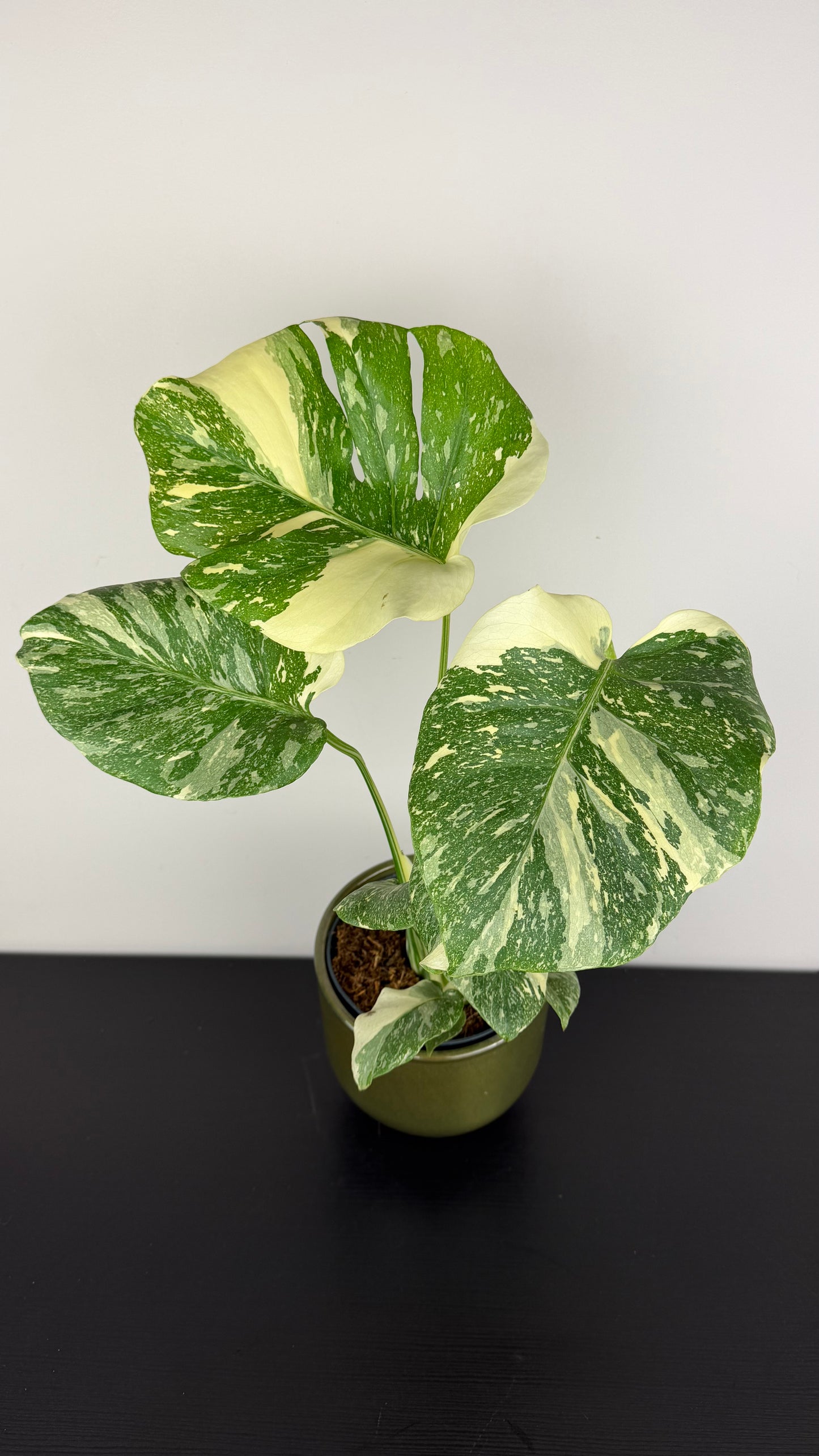 Monstera Thai Constellation
