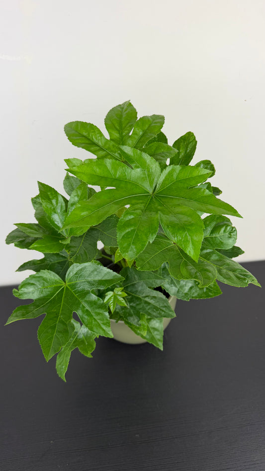 Fatsia japonica