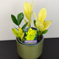 Zamioculcas zamiifolia Chameleon