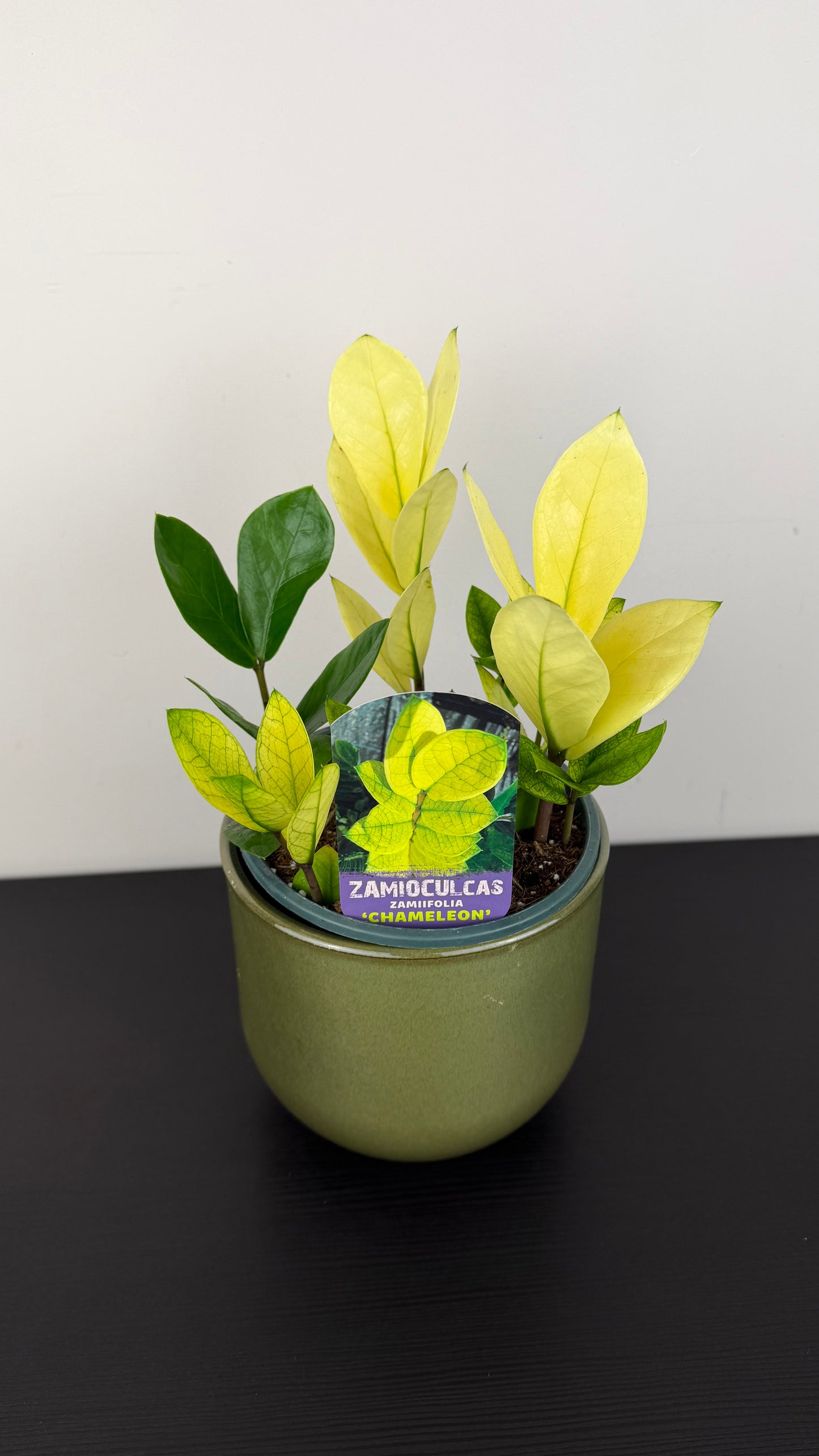 Zamioculcas zamiifolia Chameleon