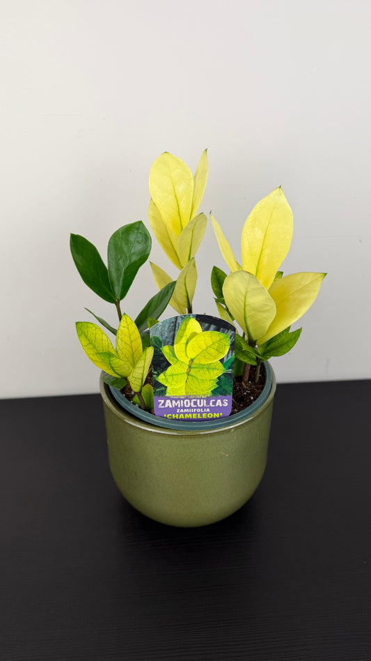 Zamioculcas zamiifolia Chameleon