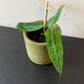 Anthurium Warocqueanum