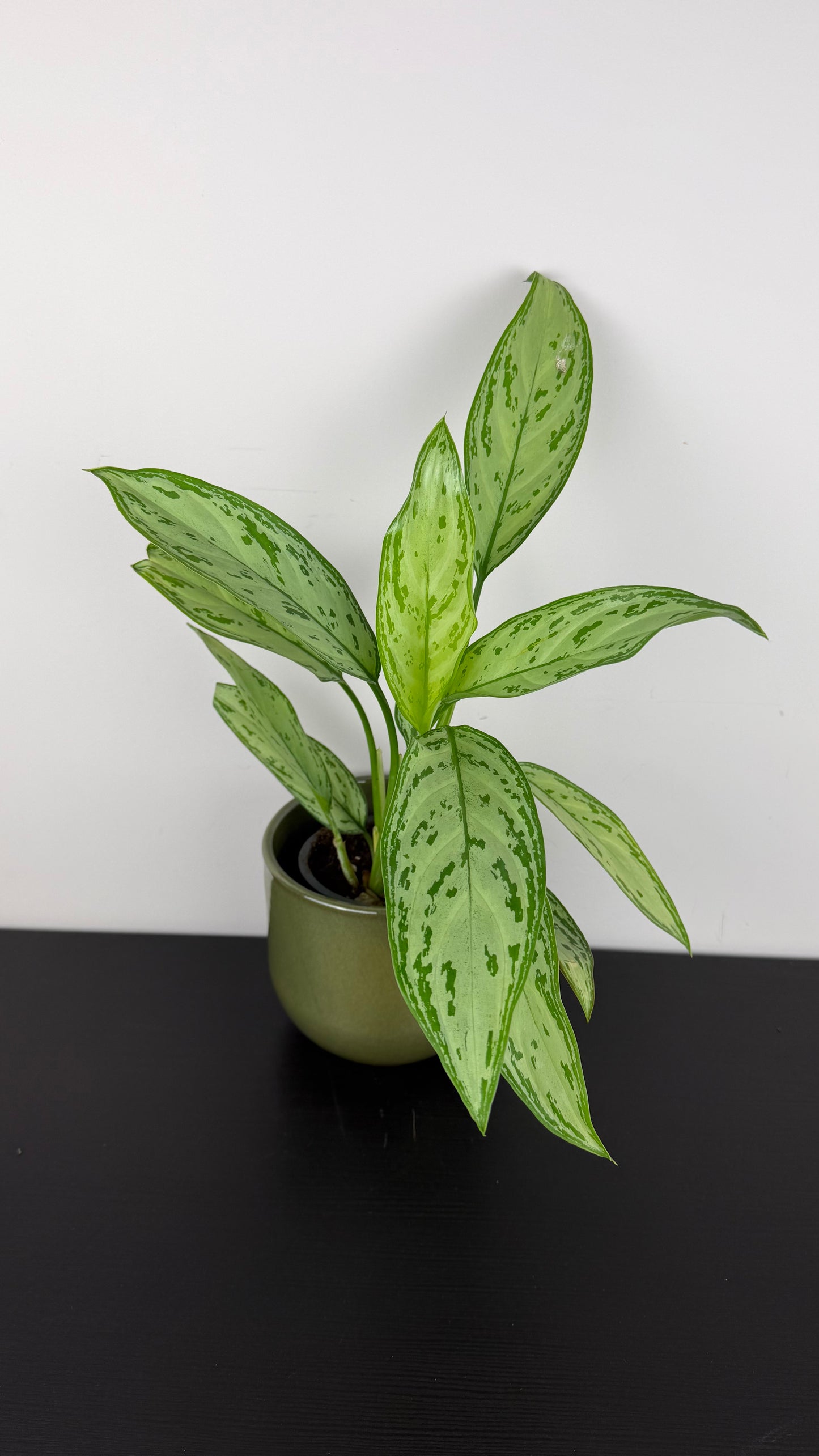 Aglaonema Silver Green