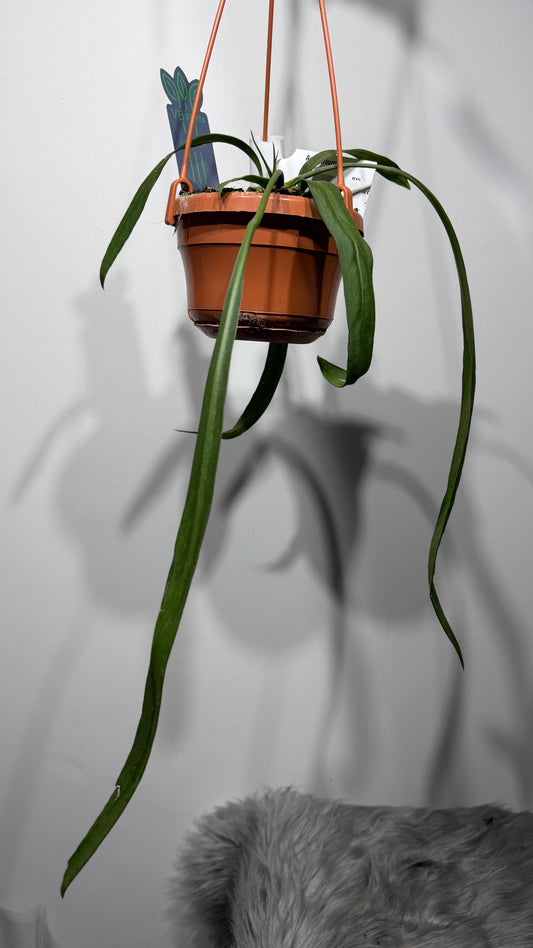 Anthurium vittariifolium