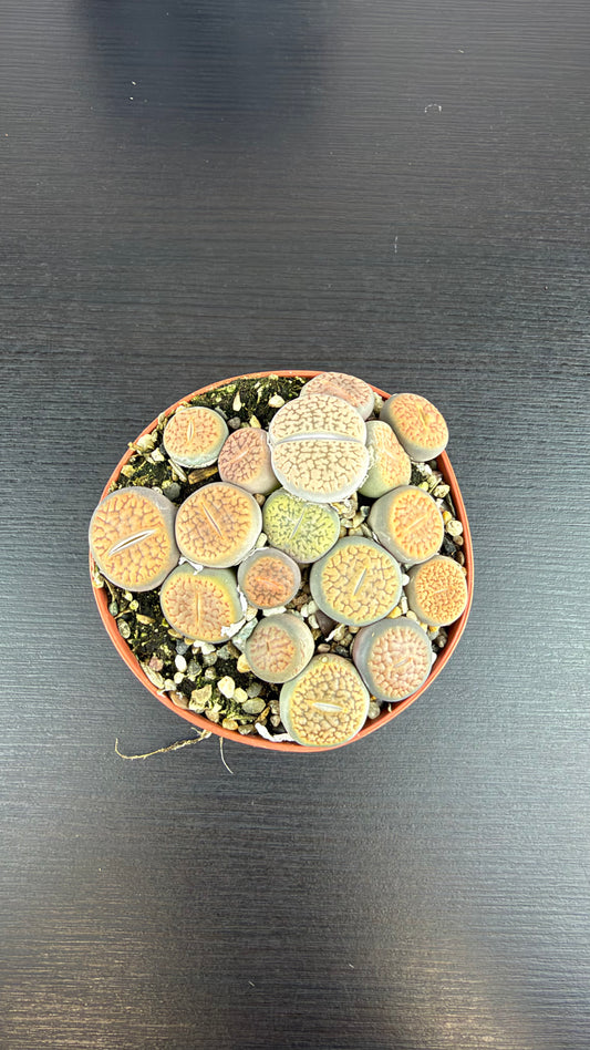 Lithops 6