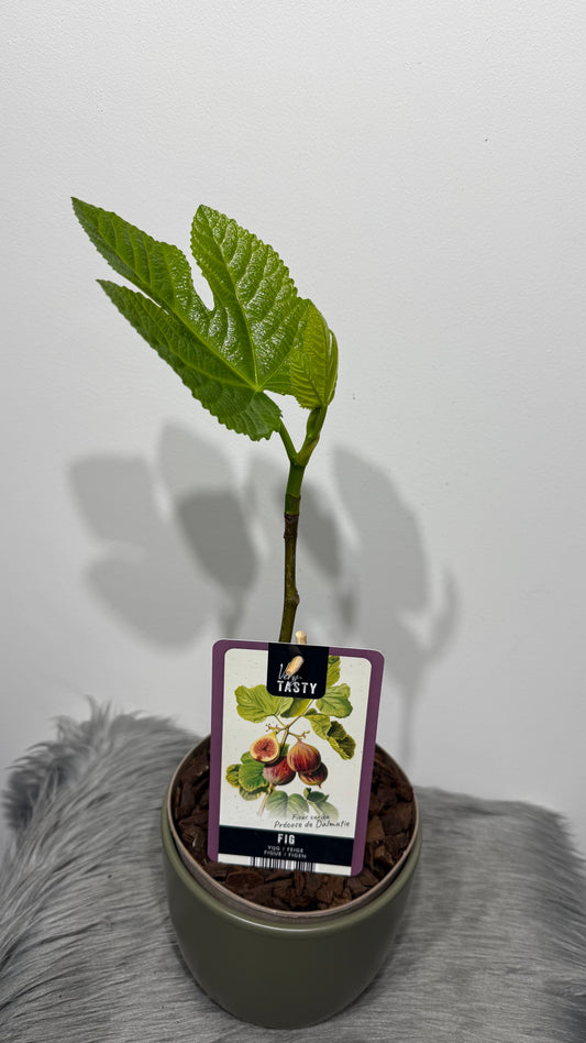 Ficus Carica