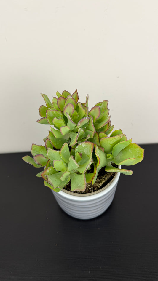 Crassula 16
