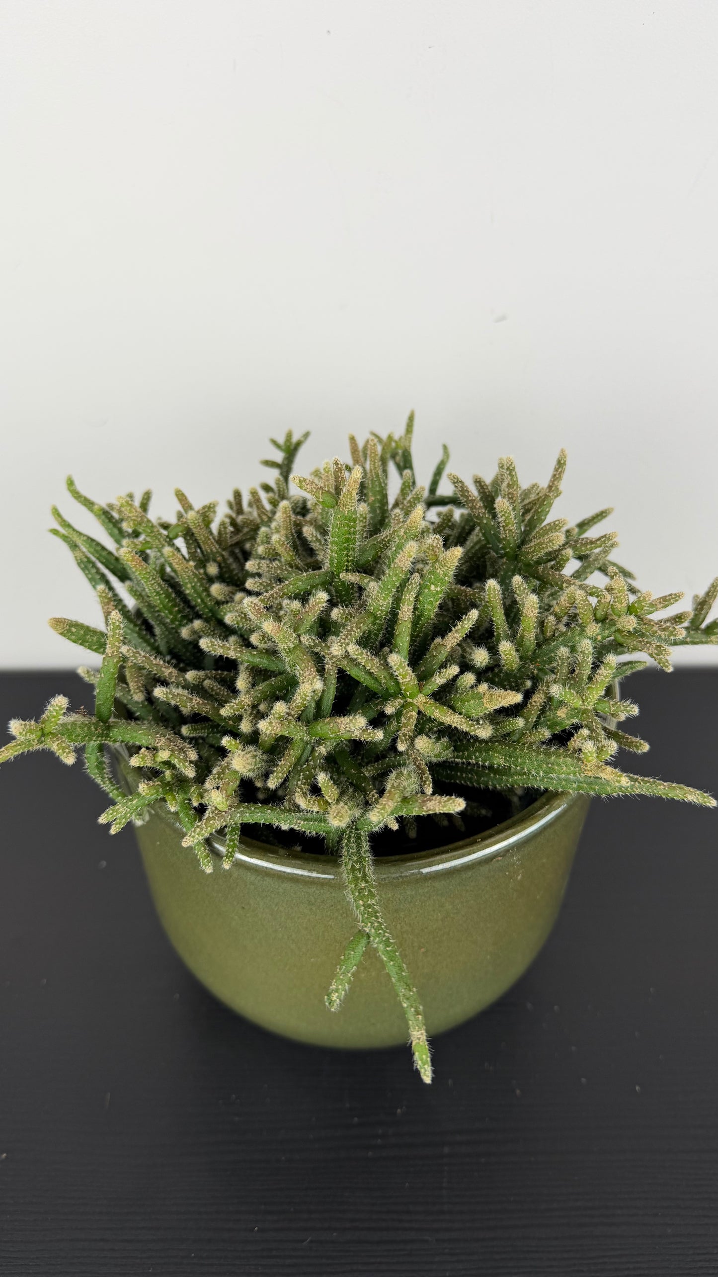 Rhipsalis 3