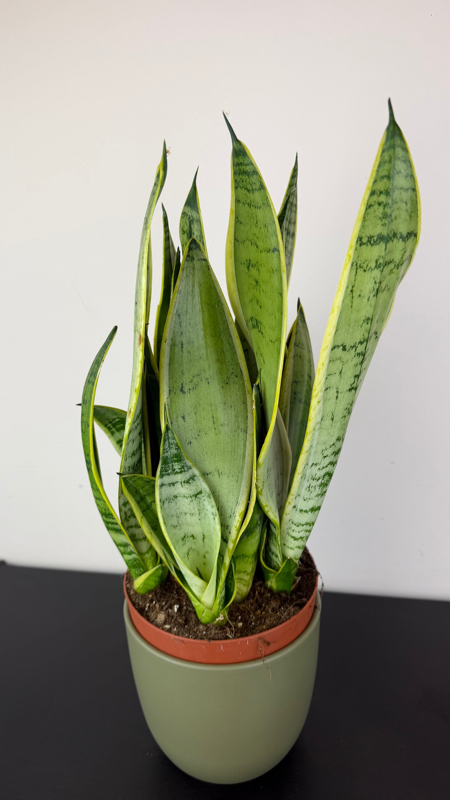 Sansevieria Snow White