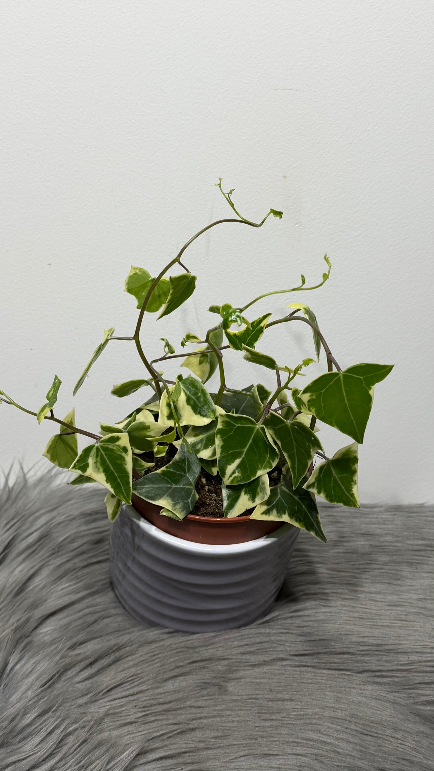 Senecio Macroglossus Variegata