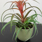 Tillandsia Capitata Hermosa