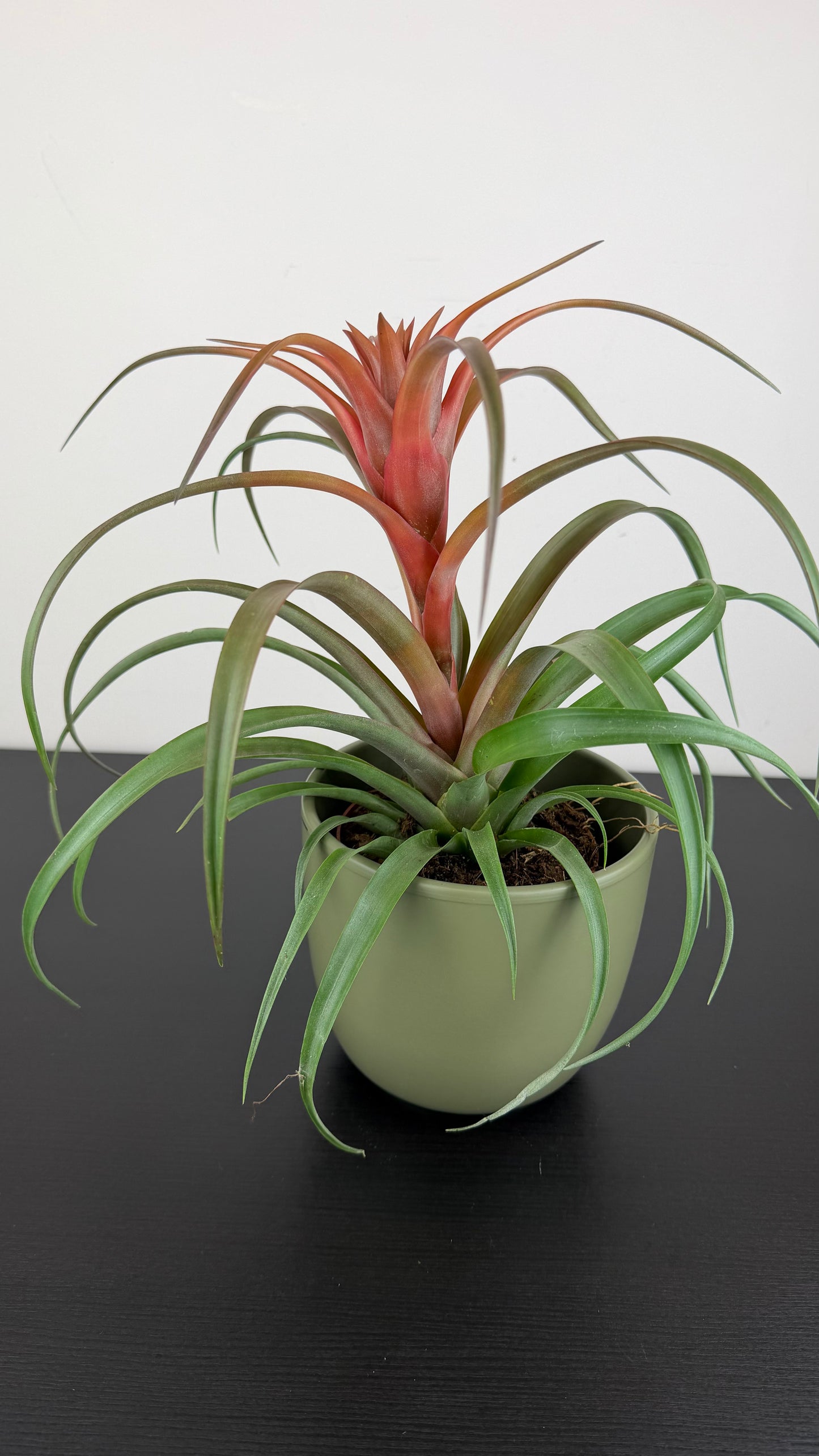 Tillandsia Capitata Hermosa