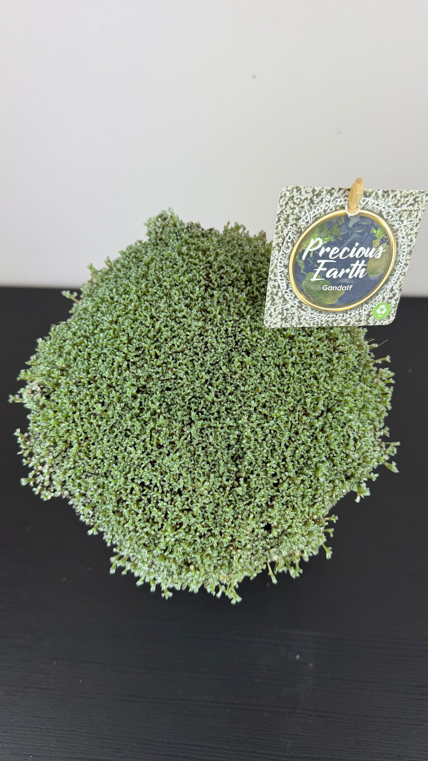 Raoulia australis 'Gandalf'