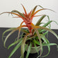Tillandsia Capitata Hermosa