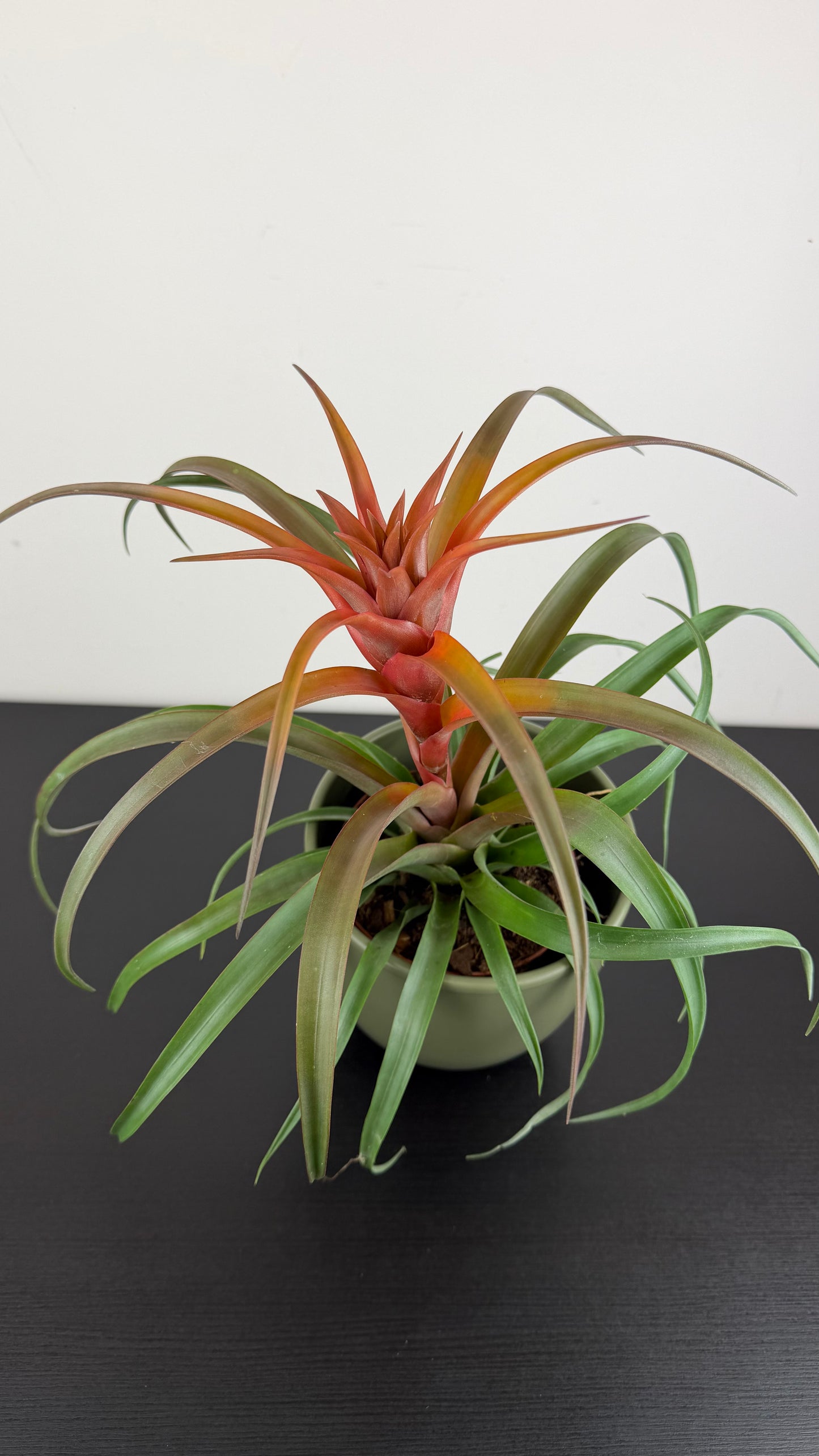 Tillandsia Capitata Hermosa