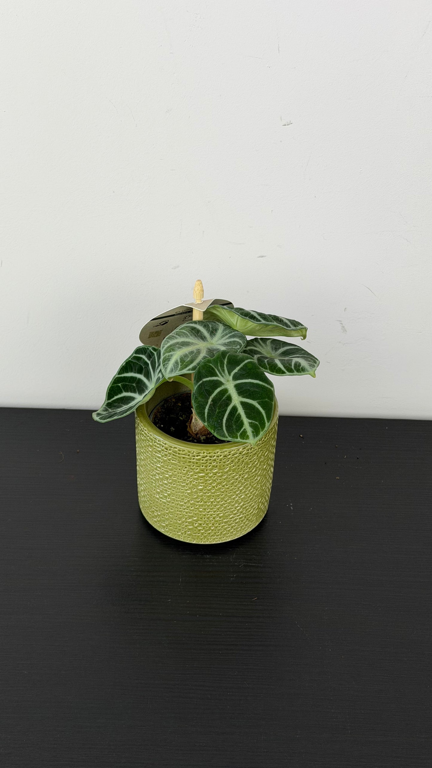Alocasia Ninja