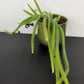 Aporocactus Flagiliformis