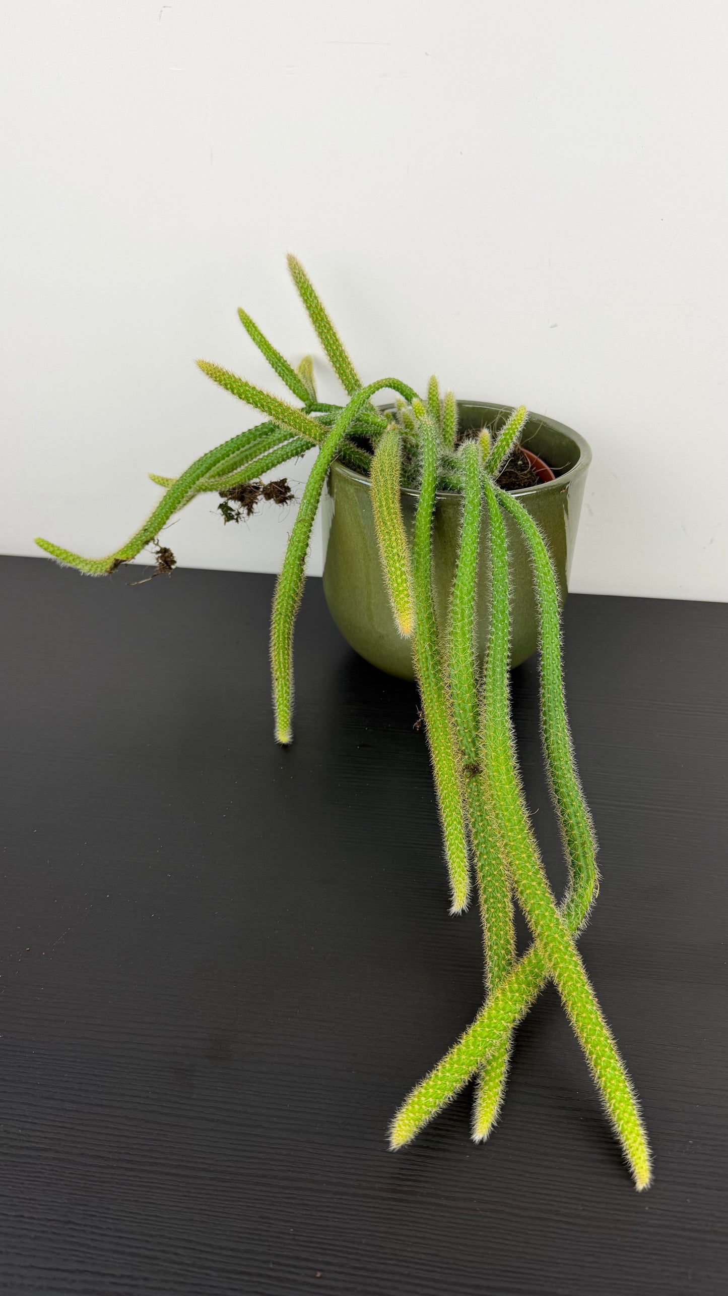 Aporocactus Flagiliformis