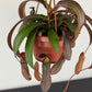 Nepenthes Rebecca Soper