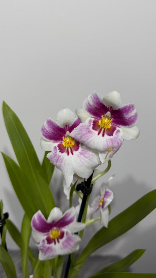 Orhideja Miltoniopsis 3