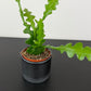 Epiphyllum Anguliger
