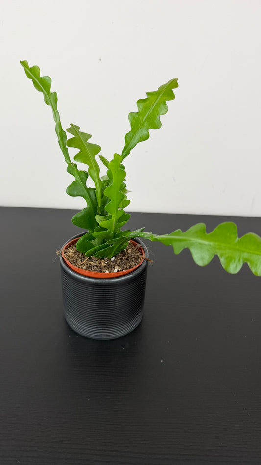 Epiphyllum Anguliger