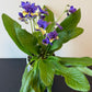 Streptocarpus 3