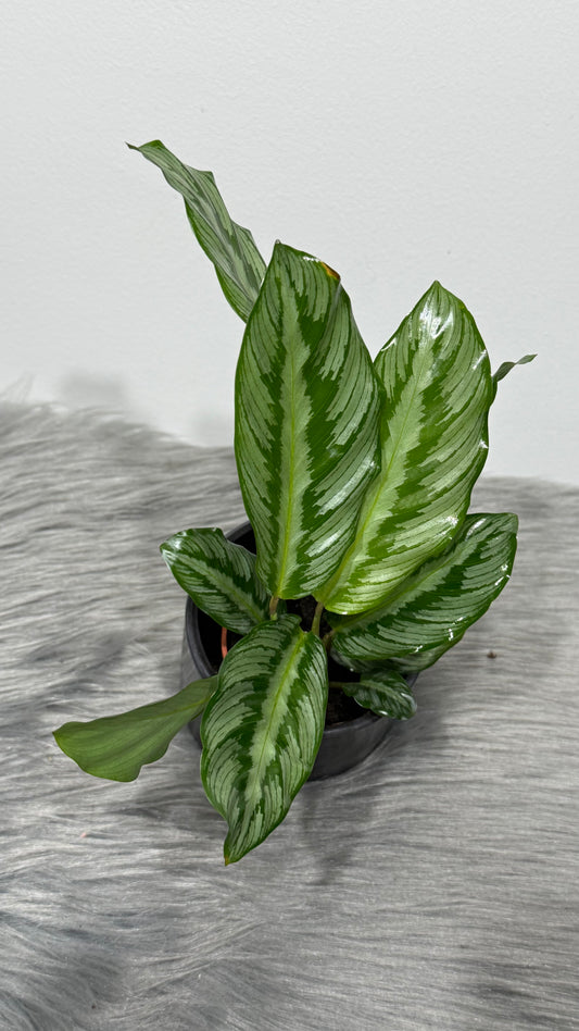 Calathea 3