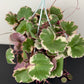 Saxifraga Tricolor