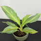 Aglaonema Aqua Green